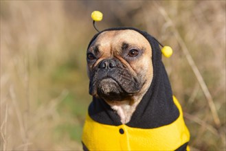 Cute fawn French Bulldog female dog dressed up in a funny black and yellow bee costume