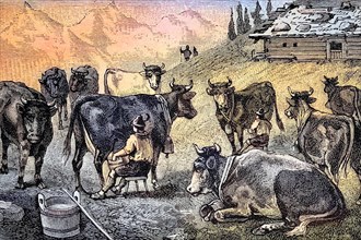 Milking the cows at an alpine hut in Allgaeu