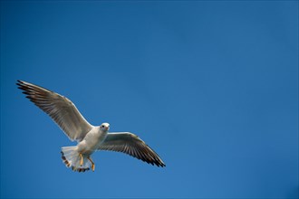 Pair of seagulls flying in blue a sky background