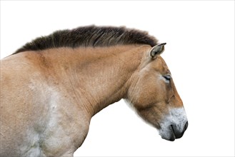 Close up of Przewalski horse