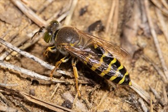 Beaked gyro wasp sitting on sandy soil with stalks left sighted