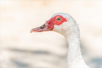 Portrait of a white duck with blue eyes on a farm. Aubrac France