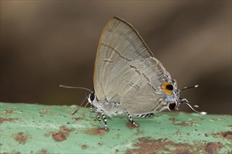 Kabru spangled butterfly