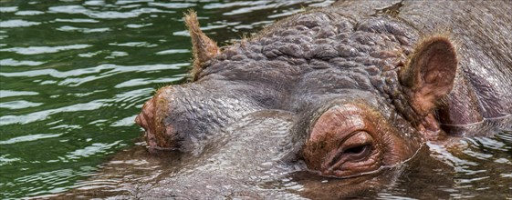 Submerged common hippopotamus