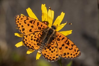 Red fritillary butterfly butterfly with open wings sitting on yellow flower seen from behind diagonally to the right