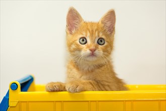 Young cat posing in the home studio on a white background. Inside