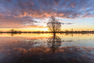 Natural mirror effect in the water of a flooded river at sunrise. Alsace