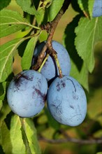 Plum Tree Branch with Three Blue Fruits and Green Leaves
