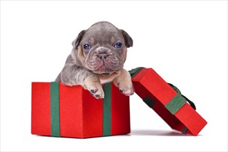 French Bulldog dog puppy peaking out of red Christmas gift box on white background