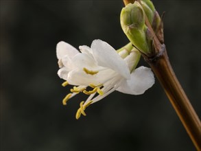 Winter-scented hedge cherry