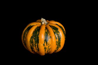 Colorful pumpkin on a black background. In studio