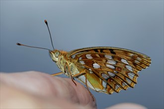 Fiery pearl butterfly butterfly sitting on finger left seeing against blue sky