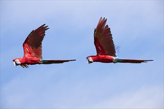 Two Red-and-green Macaws