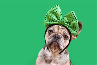 Merle French Bulldog dog wearing St. Patricks Day costume headband with bow and shamrock on green background with copy space