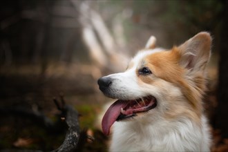 A Welsh Corgi Pembroke dog sitting in the woods. In the forest