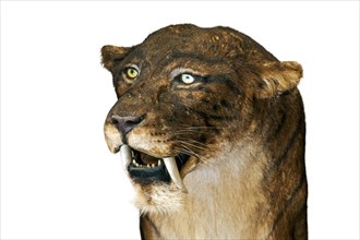 Close up of Smilodon