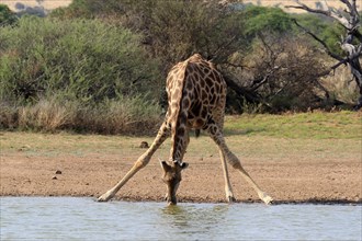 Southern giraffe
