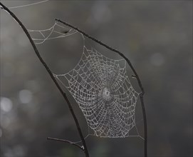 Spider webs wetted by dew