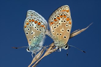 Common blue butterfly Male and female mating with closed wings sitting on brown stalk seeing different in front of blue sky