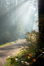 Beautiful morning sun rays illuminating the forest road. Poland