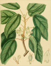 Trichadenia zeylanica