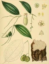 Dioscorea spicata