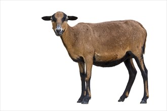 Cameroon dwarf sheep