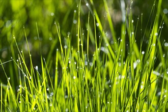 Leaves of grass with glittering dewdrops