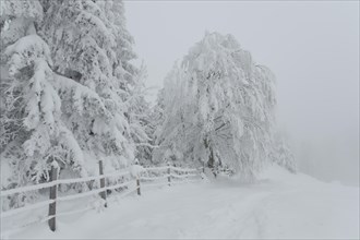 Winter landscape