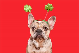 Funny French Bulldog dog wearing St. Patricks Day shamrock costume headband on red background