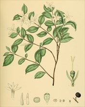 Coffea travancorensis