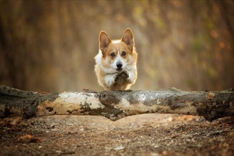 A Welsh Corgi Pembroke dog jumps through a tree on a forest path. In the forest