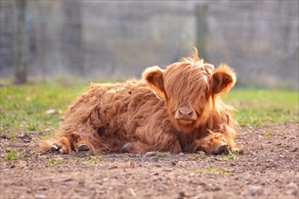 Cute young Scottish Highland Cattle calf with light brown long and scraggy fur lying on ground