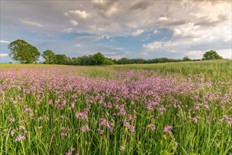 Blooming natural meadow in a central European plain in spring. Alsace
