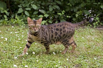 Bengal cat in the garden