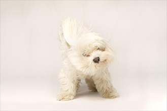 Beautiful white Bichon Maltese isolated on white background in studio