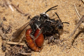 Giant blood bee two animals mating on top of each other sitting on sand right view