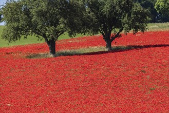 Colourful flower fields in the Hohenlohe plain. The fiery red meadows with corn poppies
