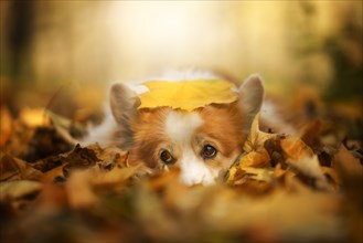 Welsh Corgi Pembroke dog lying with a leaf on its head in fall scenery. Poland