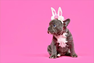 Black French Bulldog dog puppy with Easter ears on pink background with copy space