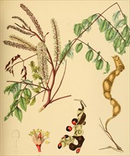Adenanthera bicolor