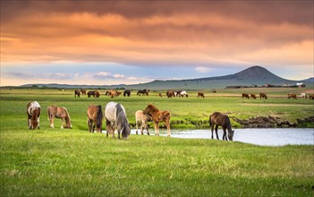 Horses grazing on the banks of the stream in summer. Dornod Province