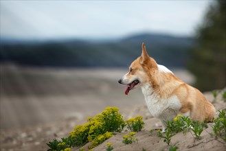 A dog sitting at the edge of the desert