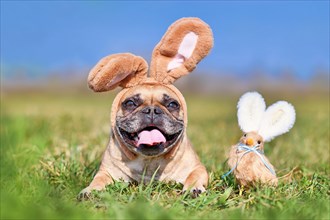 Happy Easter French Bulldog dog with rabbit costume ears next to decoration chicken
