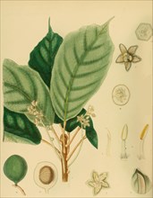 Trichadenia zeylanica