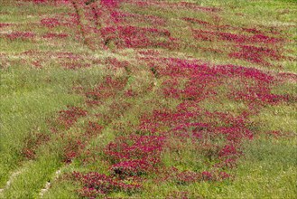Meadow with flowering red clover