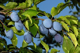 Plum tree branch with some blue fruits and green leaves against blue sky
