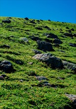 Green grass on highland meadow in in Artvin in Turkey