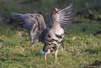 White-fronted goose