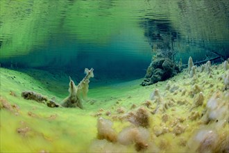 Underwater photo of the spring pool
